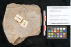 Foto (Objekt + Etikett) von Walchia piniformis Sternbg. (NHMW-GEO-2024-0188-11126)